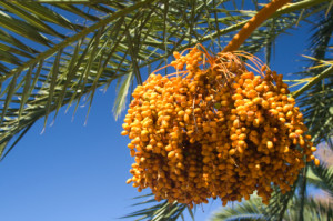 Planta de Polen Palm para Estudios científicos